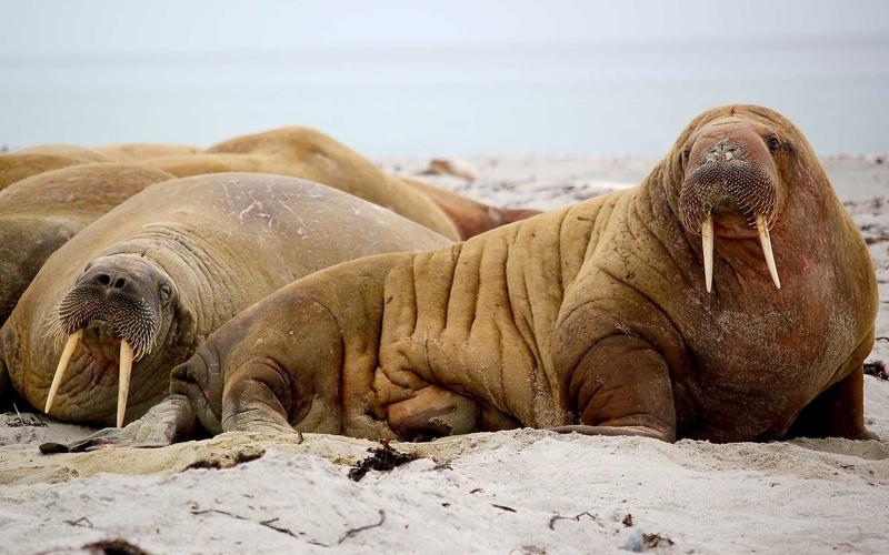 Peluang Kerja di Industri Halal yang Terus Berkembang